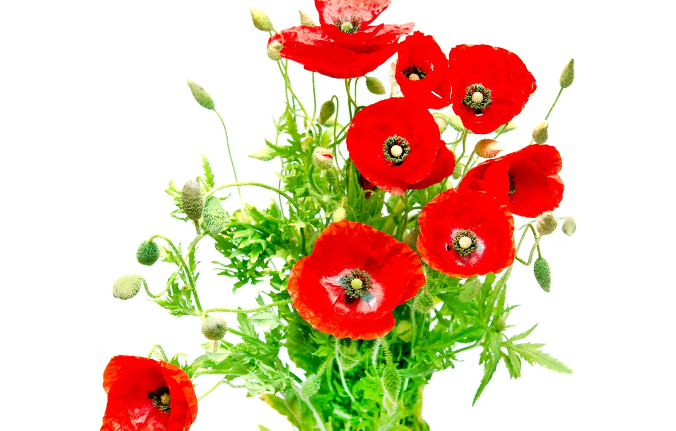 Photo wallpaper red, Maki, white background