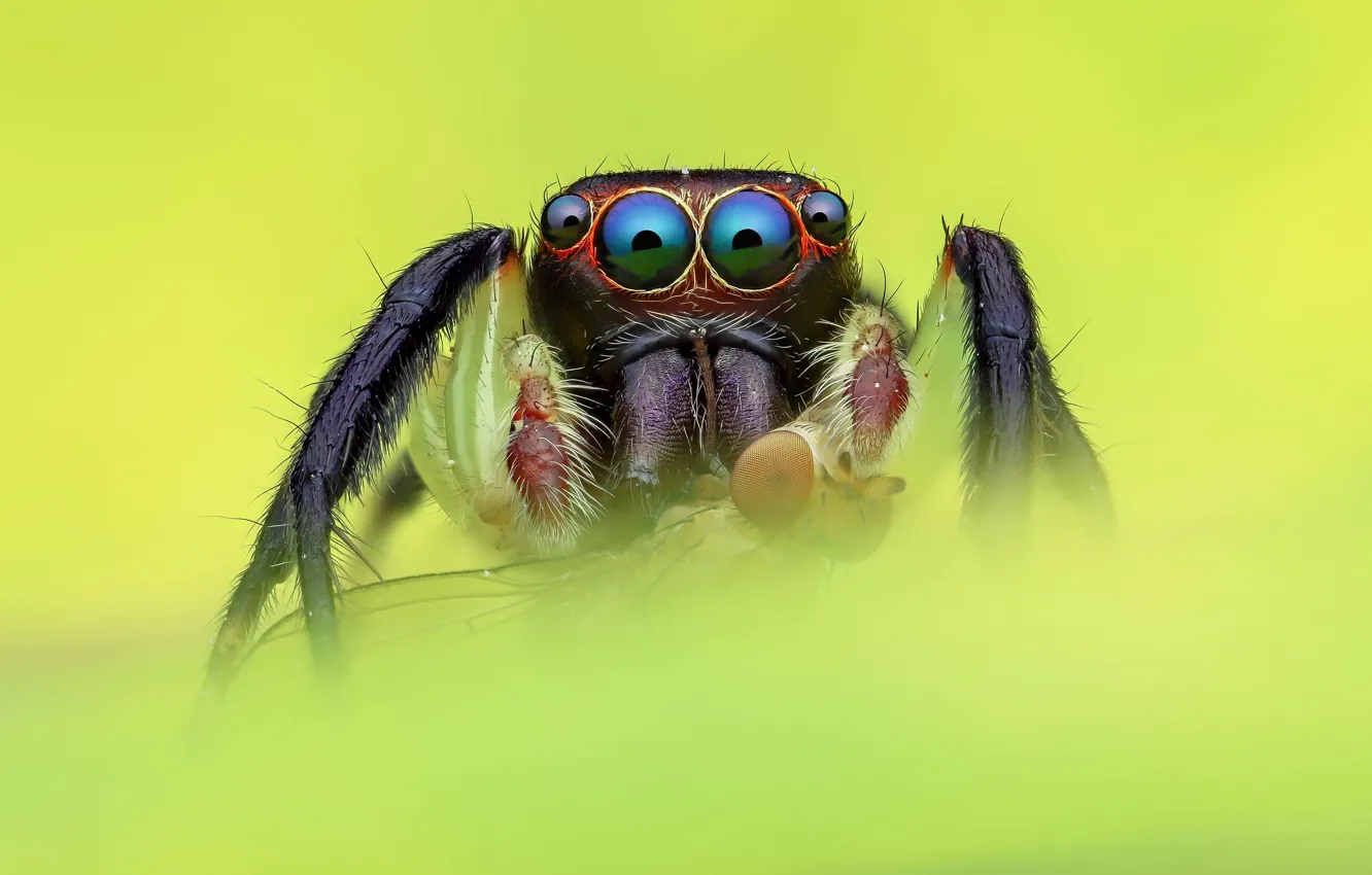 Photo wallpaper eyes, macro, fly, black, spider, green background, jumper, jumper