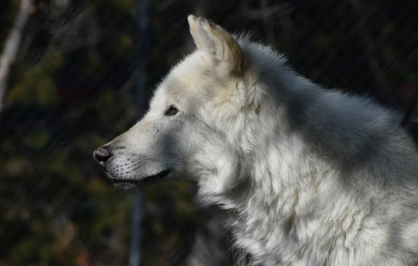 Photo wallpaper Predator, nature, animal, wolf, wildlife, portrait, portrait., Canis lupus. face