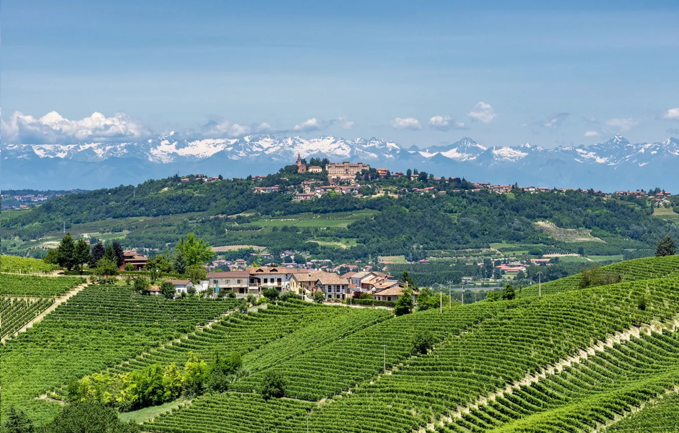 Photo wallpaper Italy, the vineyards, Piedmont