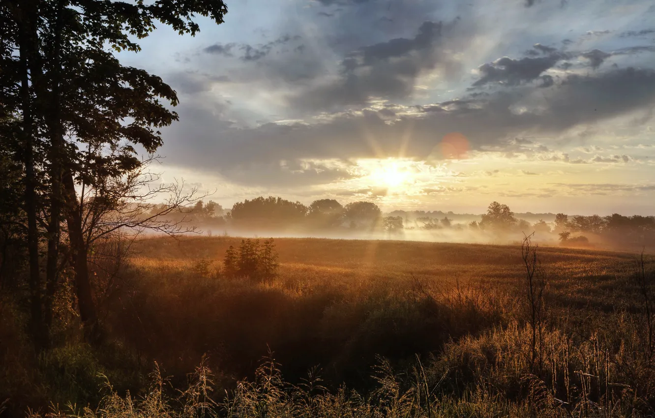 Photo wallpaper field, grass, the sun, light, morning