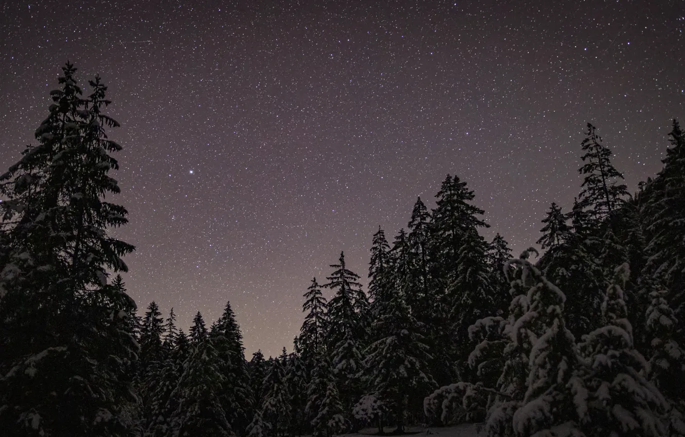 Photo wallpaper winter, forest, the sky, stars, snow, trees, night, nature