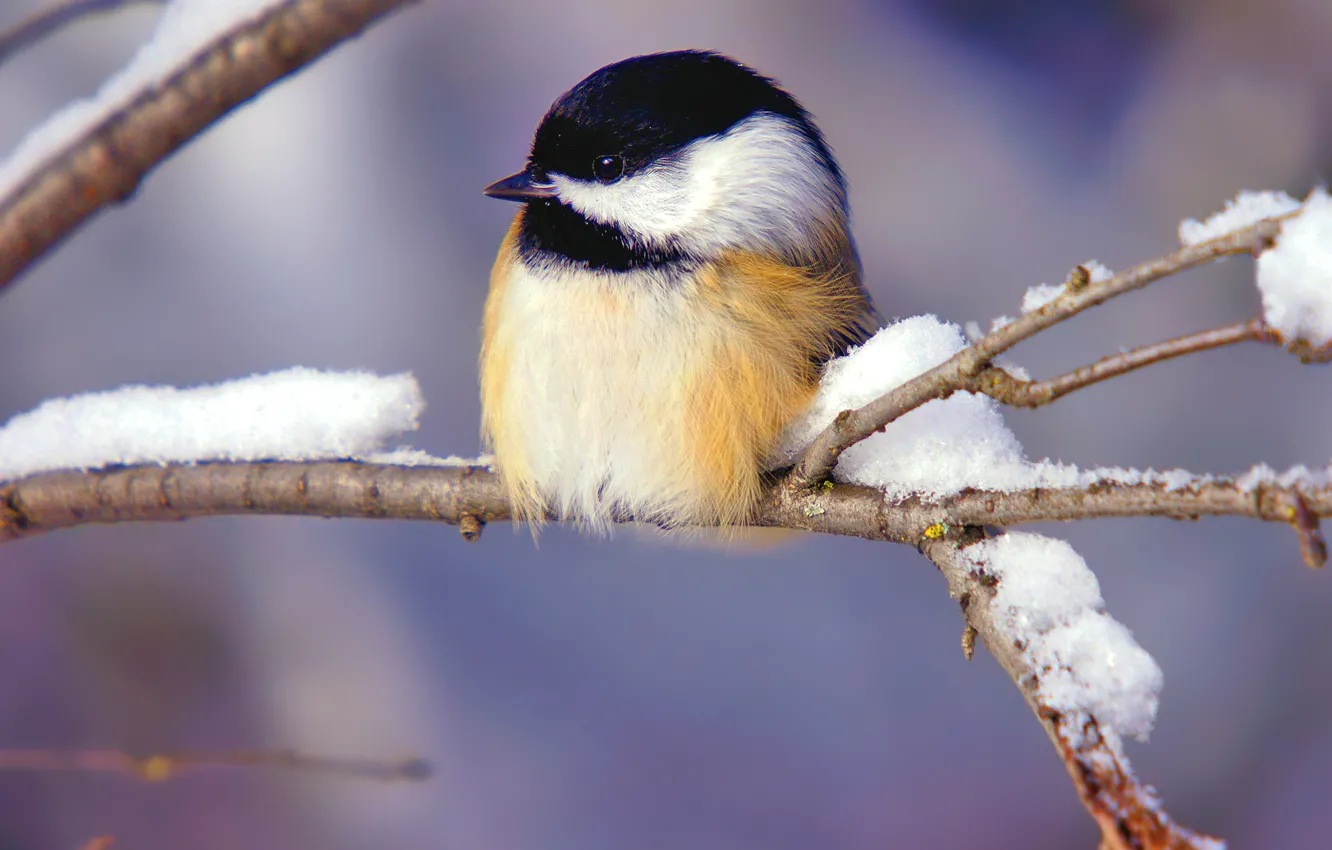 Photo wallpaper winter, snow, branch, bird, titmouse