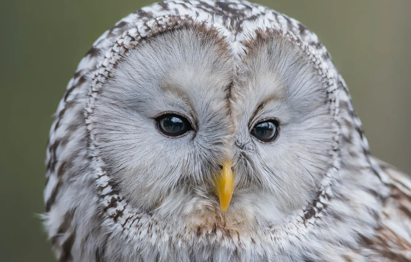 Photo wallpaper owl, bird, portrait