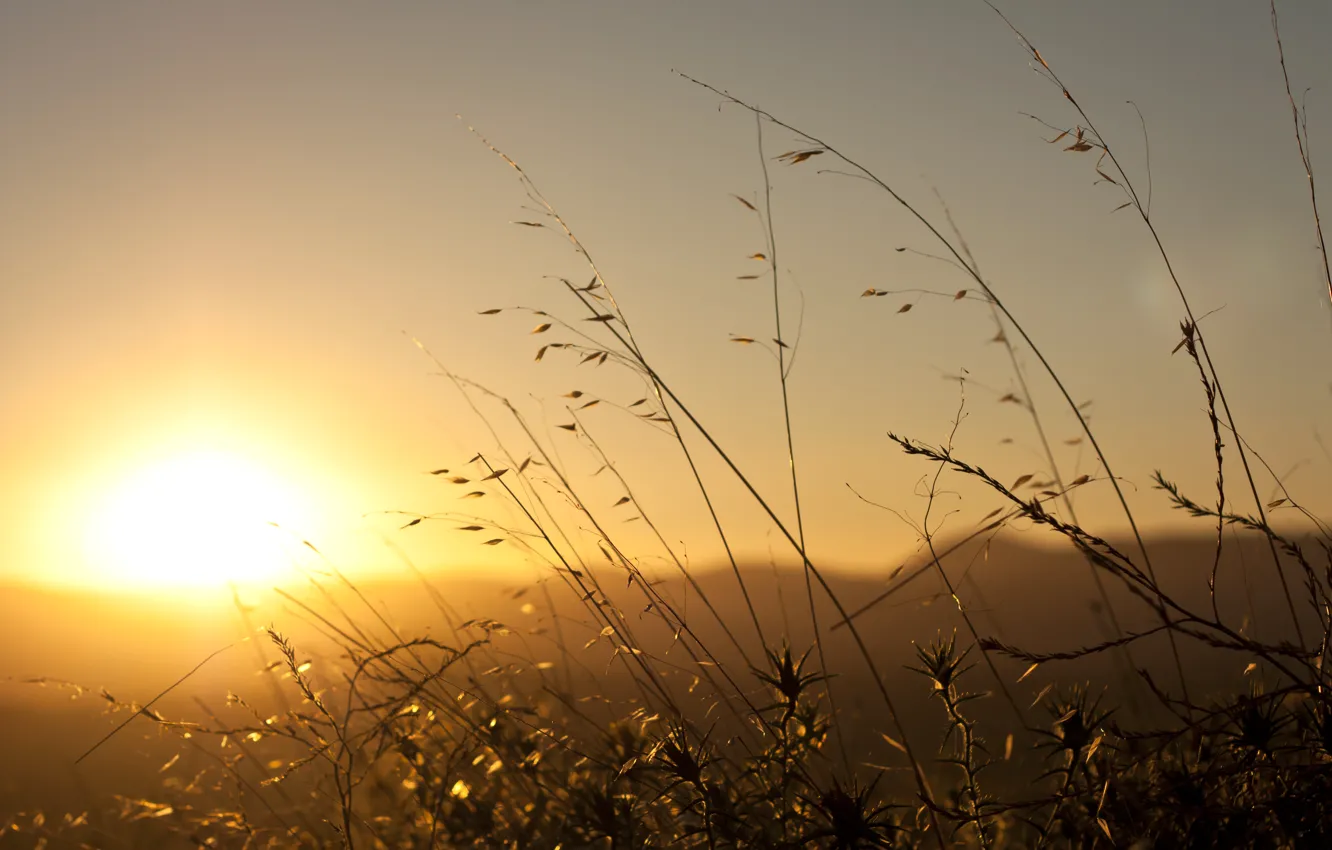 Photo wallpaper the sky, the sun, glare, dawn, plant, morning, a blade of grass, in the rays
