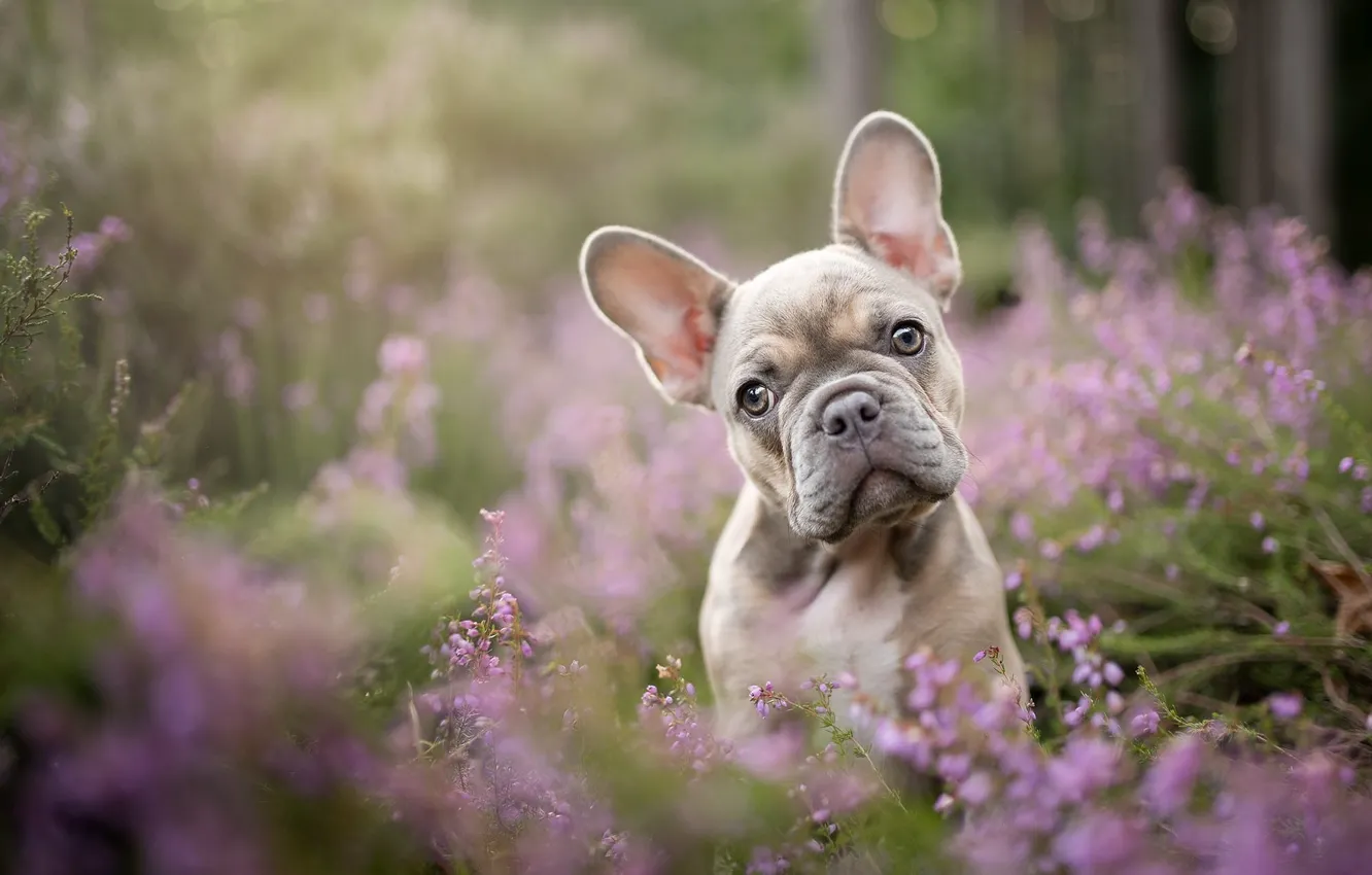 Photo wallpaper flowers, nature, portrait, dog, puppy, face, French bulldog, Heather