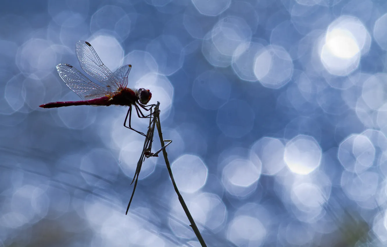 Photo wallpaper glare, dragonfly, insect, a blade of grass