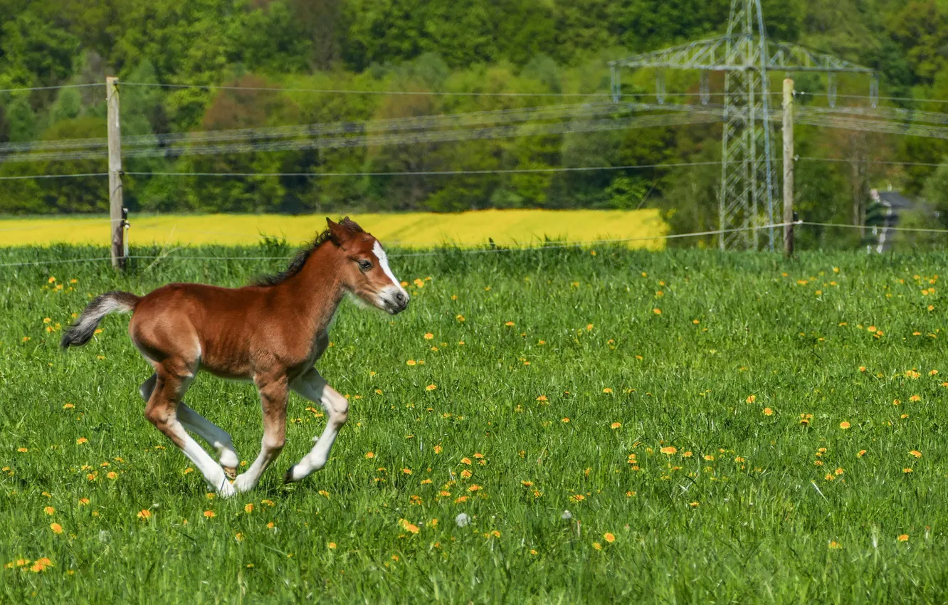 Photo wallpaper nature, stallion, baby, meadow, weed