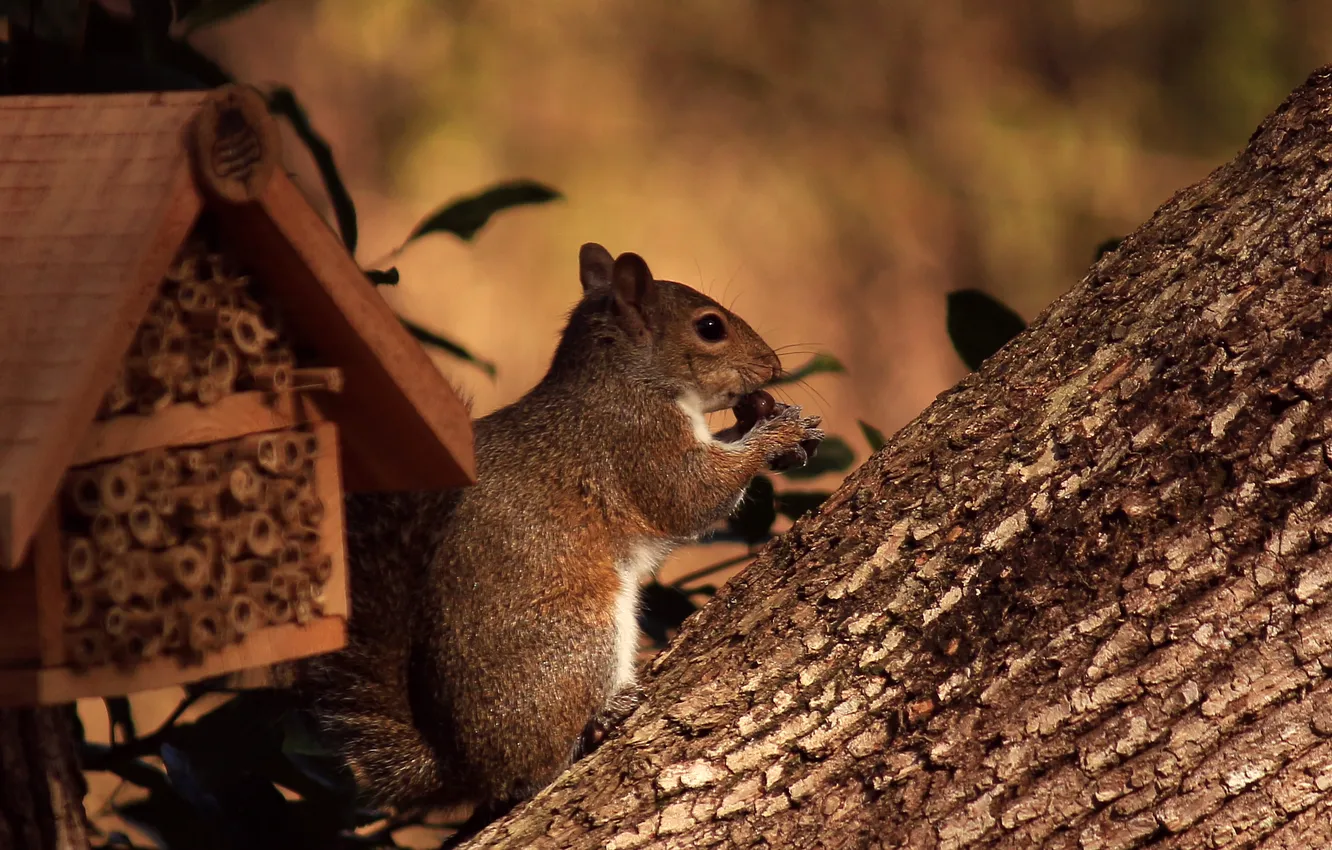 Photo wallpaper trees, protein, house, nuts, animal