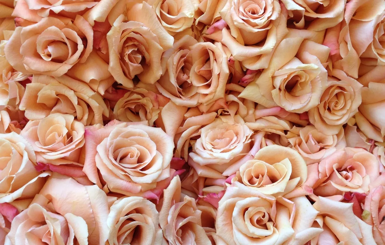 Photo wallpaper flowers, roses, petals, cream, buds, a lot