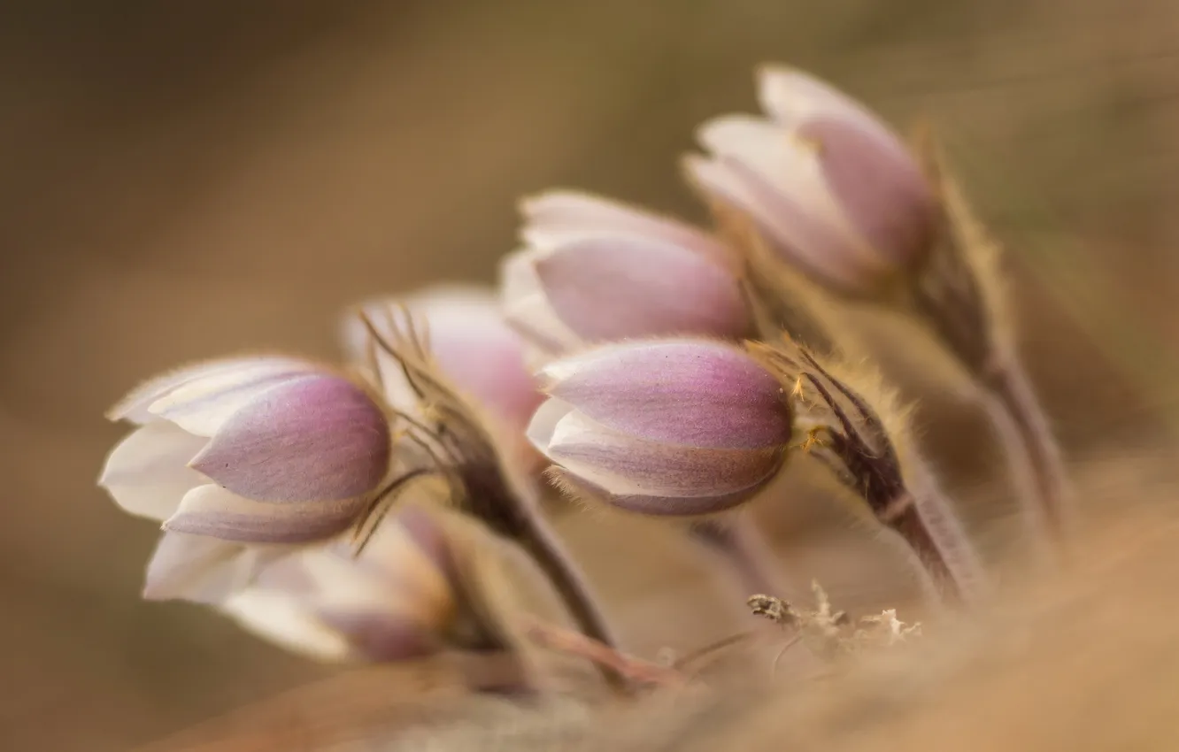 Photo wallpaper macro, flowers, Spring Pasqueflower