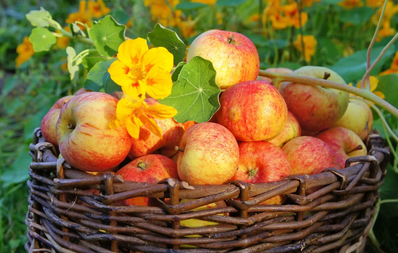 Photo wallpaper photo, apples, food, fruit, basket, a lot