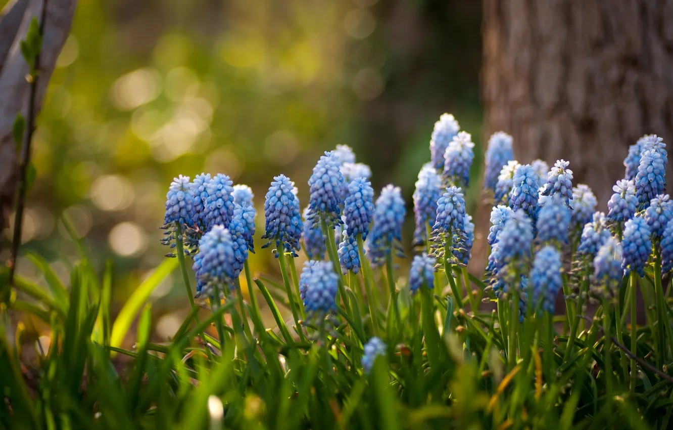 Photo wallpaper flowers, blue, hyacinths