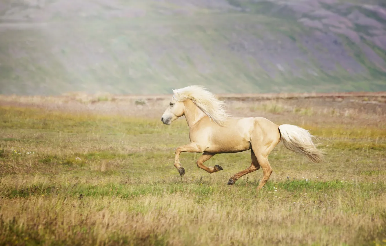 Photo wallpaper field, nature, horse