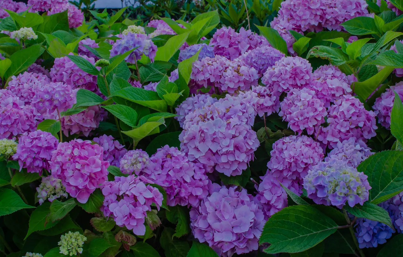 Photo wallpaper flowers, the bushes, hydrangea