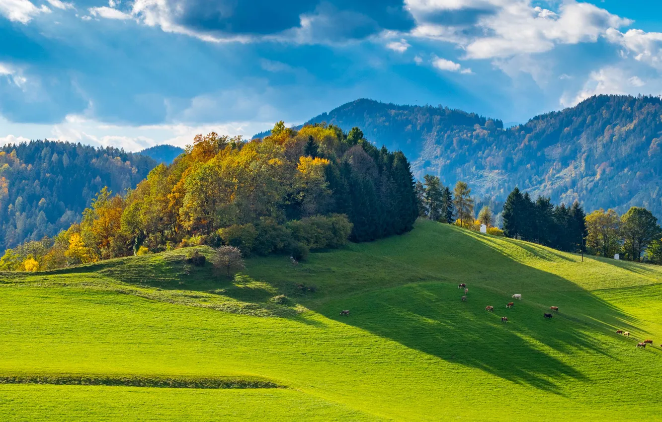 Photo wallpaper greens, field, autumn, forest, the sky, clouds, light, mountains