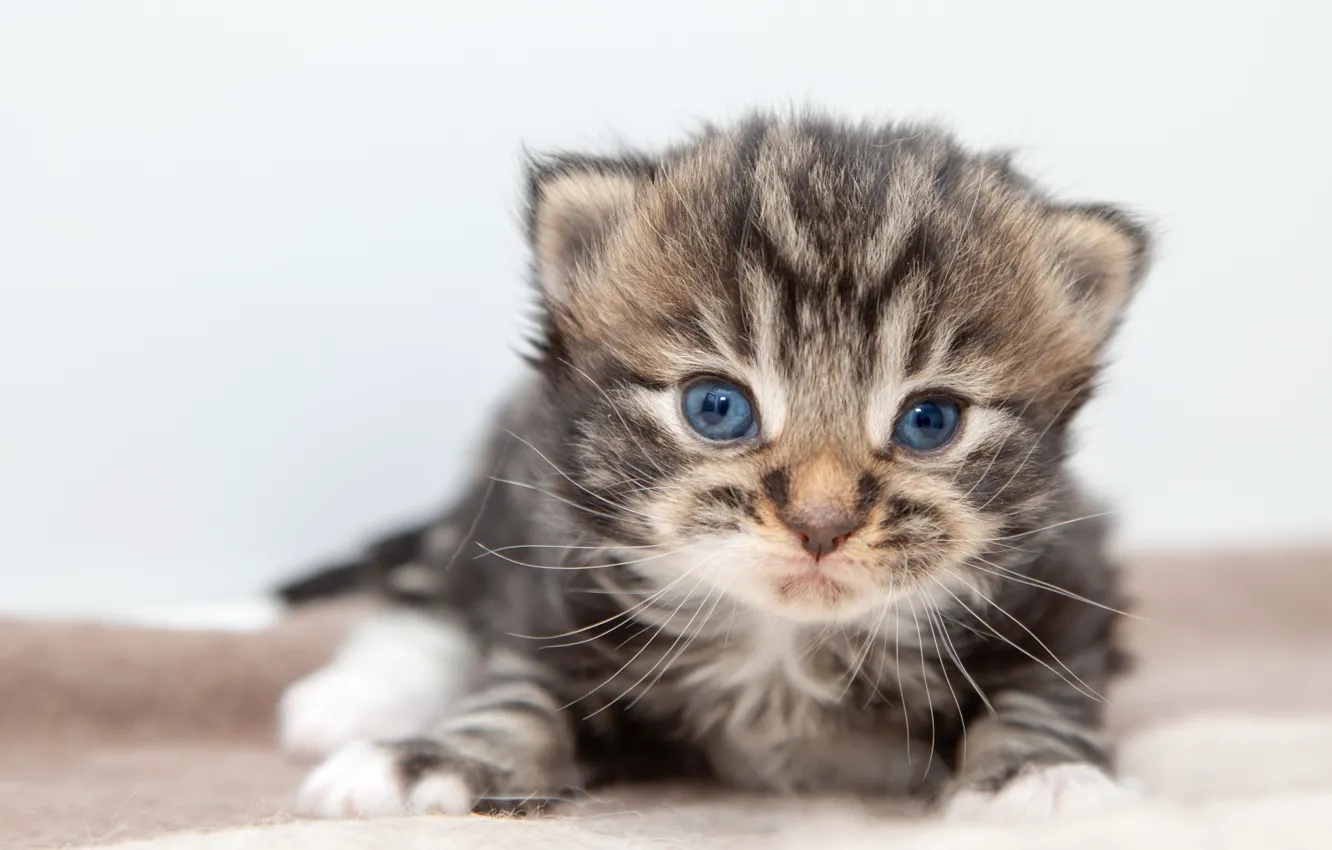 Photo wallpaper cat, grey, baby, white background, kitty, striped, cutie, British