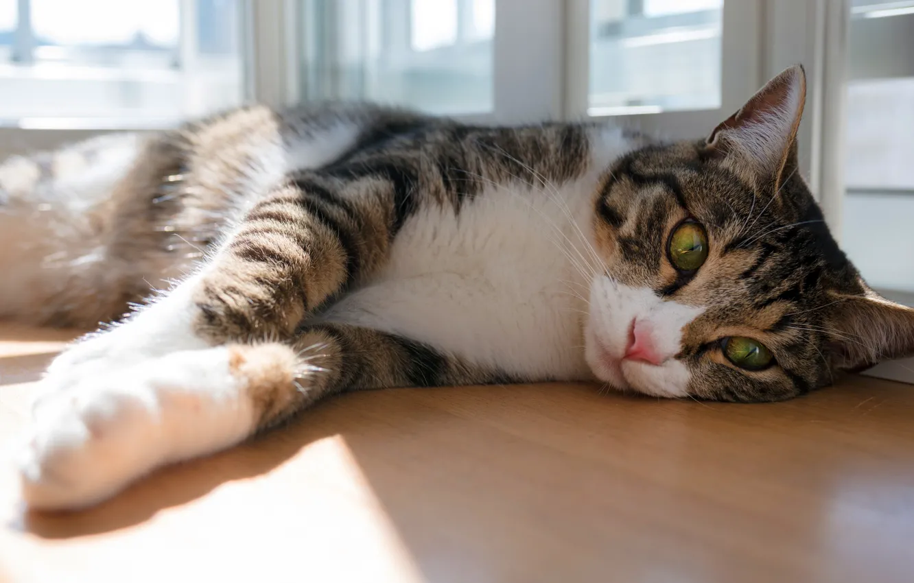 Photo wallpaper cat, cat, look, face, light, pose, table, grey