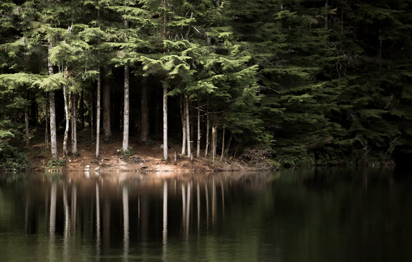 Photo wallpaper forest, nature, lake