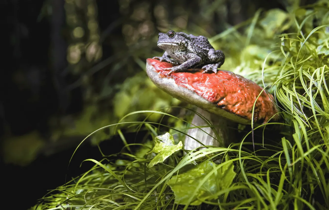 Photo wallpaper nature, mushrooms, frog