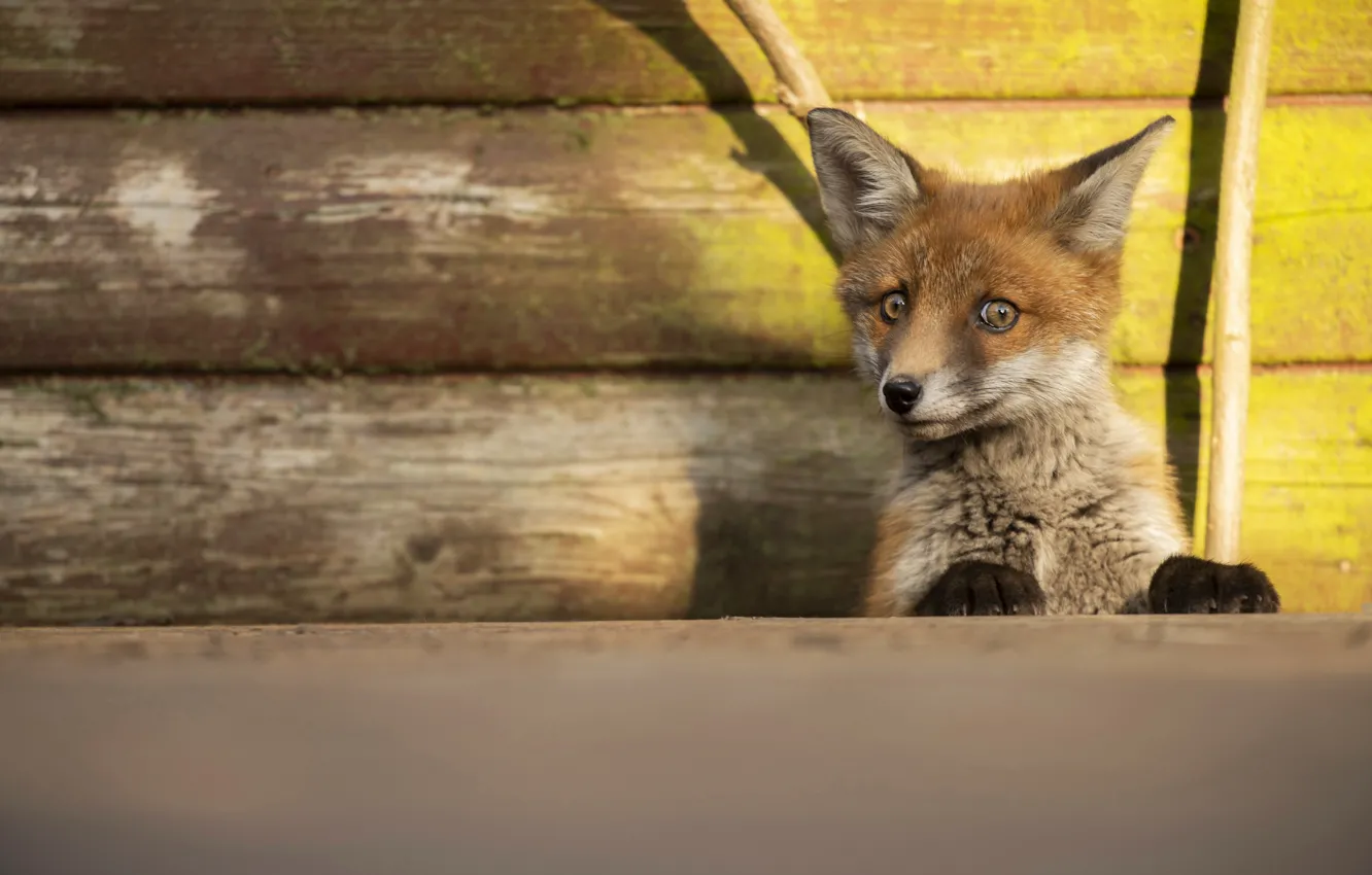 Photo wallpaper look, light, branches, nature, pose, wall, Board, legs