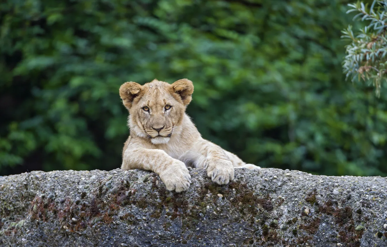 Photo wallpaper cat, stone, Leo, cub, kitty, lion, ©Tambako The Jaguar