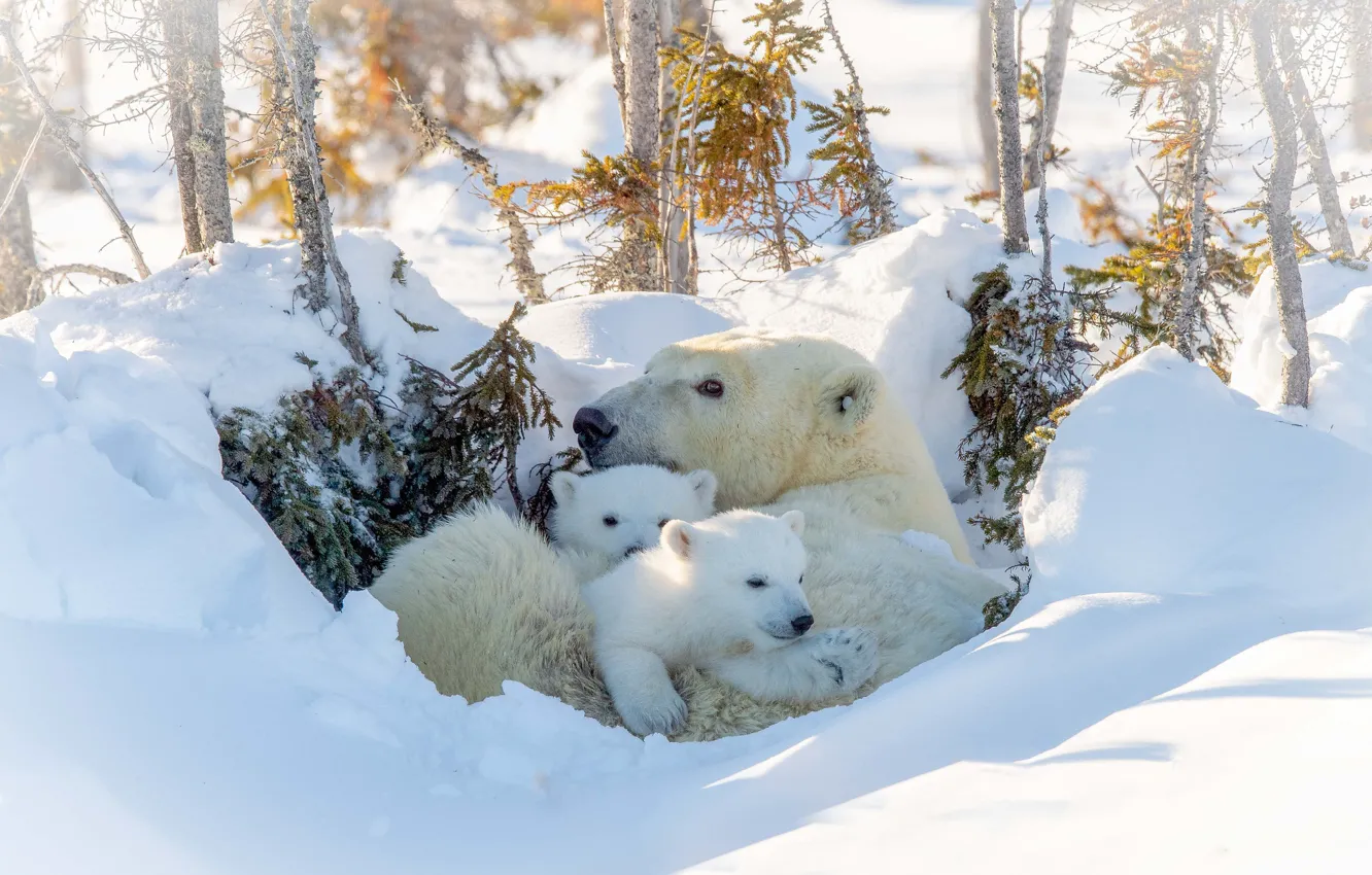 Photo wallpaper winter, white, bears, bear