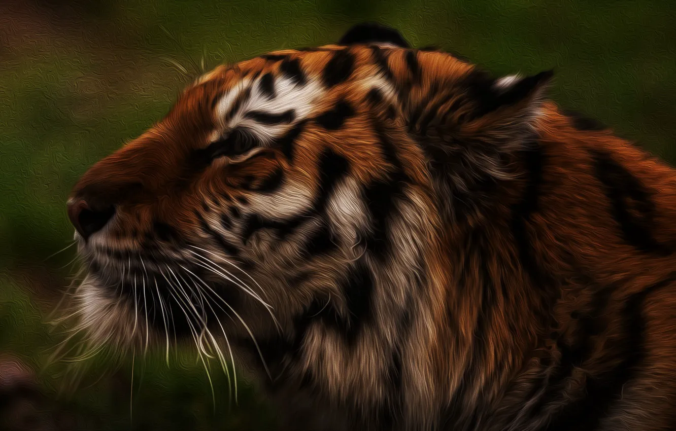 Photo wallpaper face, tiger, background •