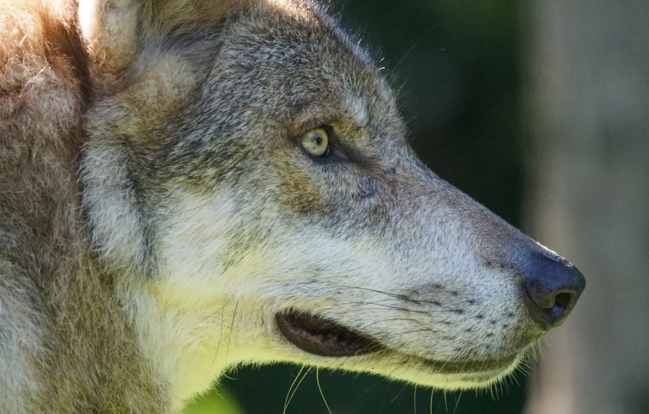 Photo wallpaper nature, Gray Wolf, face, animal, wolf, canis lupus, wildlife, head