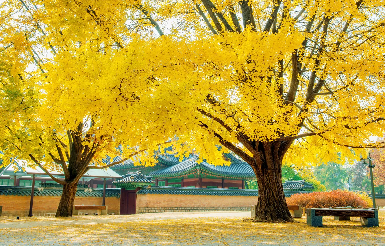 Photo wallpaper autumn, leaves, trees, Park, yellow, park, autumn, leaves