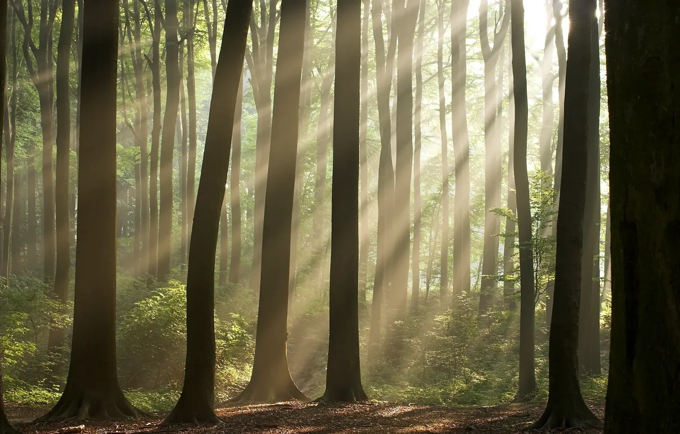 Photo wallpaper forest, trees, nature, Wallpaper, wallpapers, the sun's rays