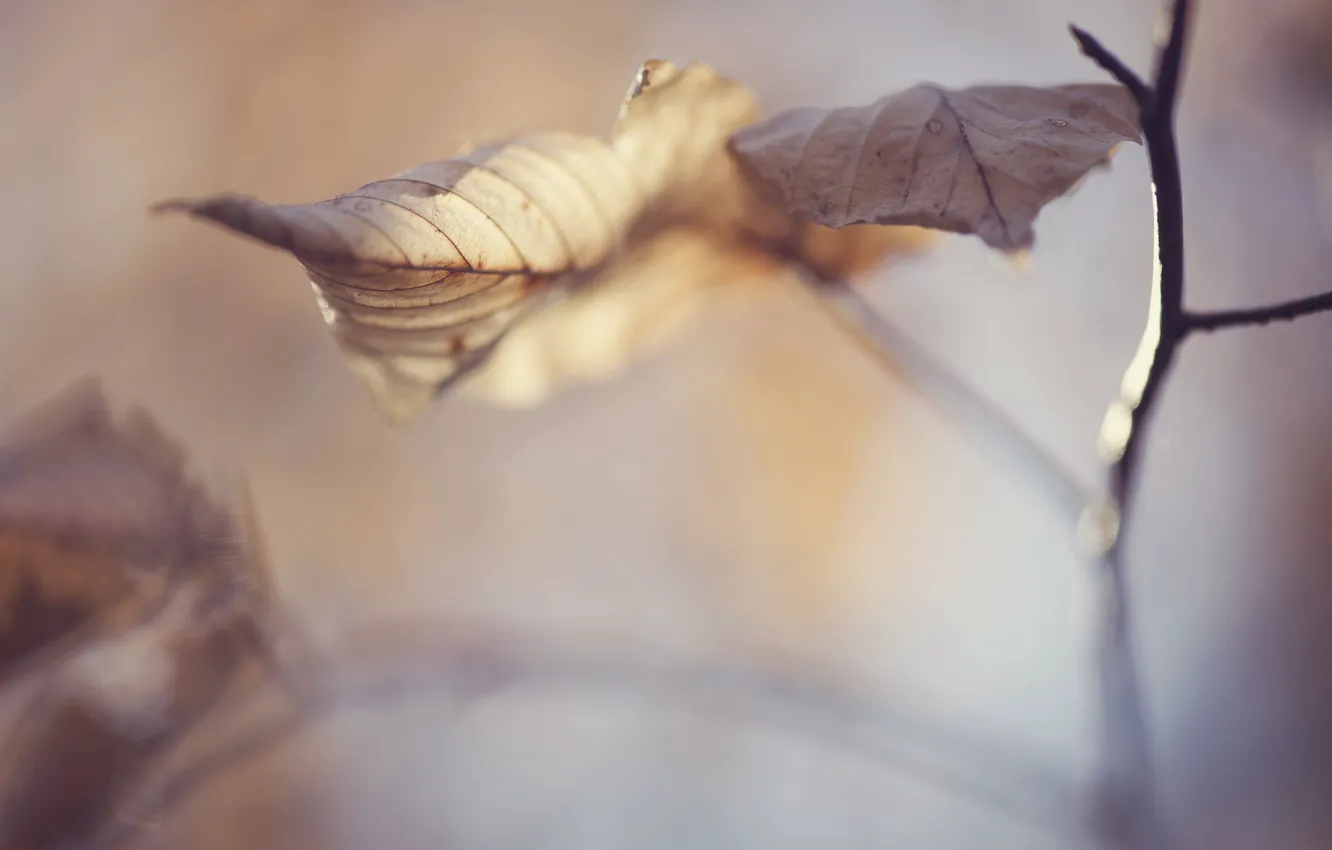 Photo wallpaper autumn, leaves, branches, nature