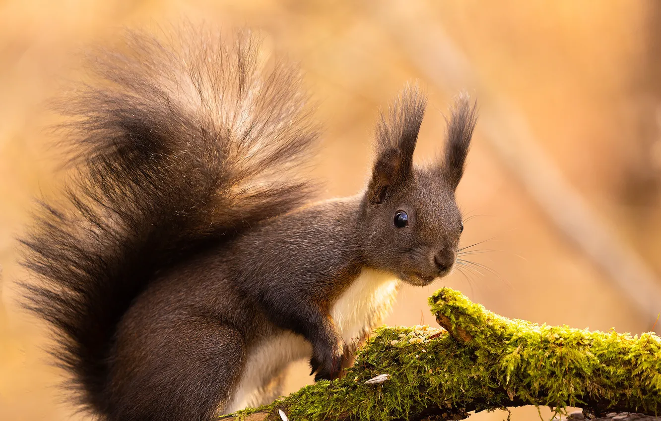 Photo wallpaper nature, animal, protein, snag, animal, rodent