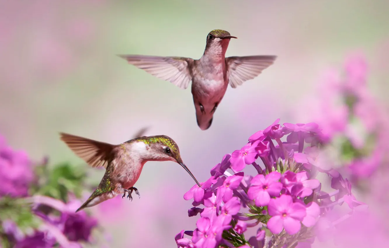 Photo wallpaper flowers, bird, Hummingbird, pair, bokeh