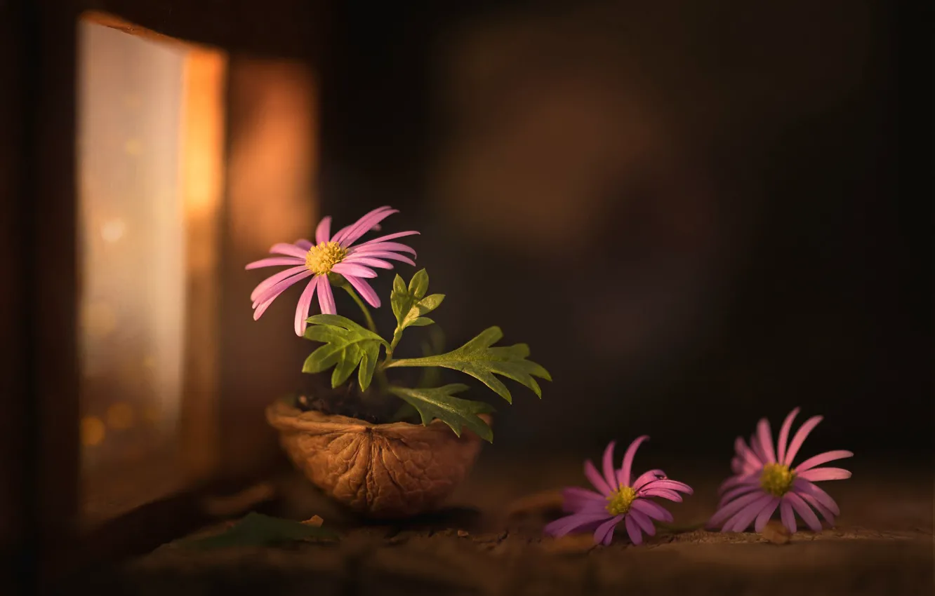 Photo wallpaper macro, chamomile, pink, shell