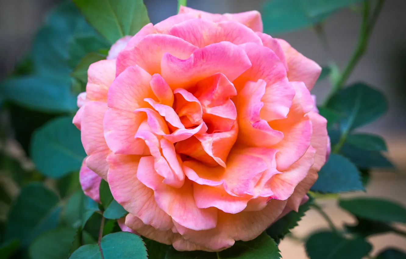 Photo wallpaper macro, roses, pink, lush