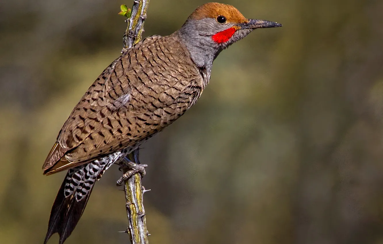 Photo wallpaper branches, bird, beak, tail, silkly woodpecker