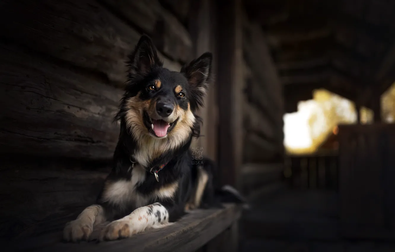 Photo wallpaper each, home, dog