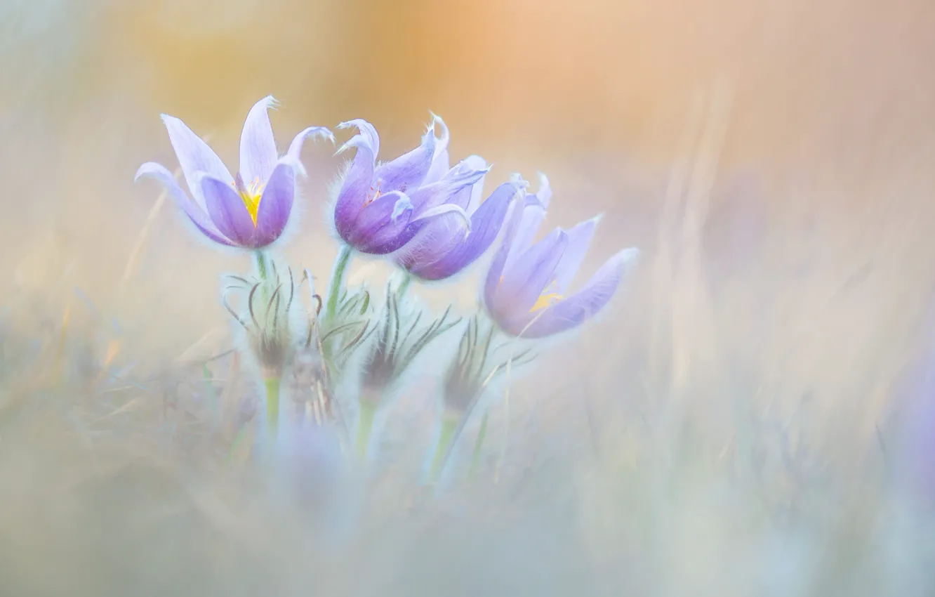 Photo wallpaper flowers, glade, blur, spring, light background, lilac, bokeh, anemones
