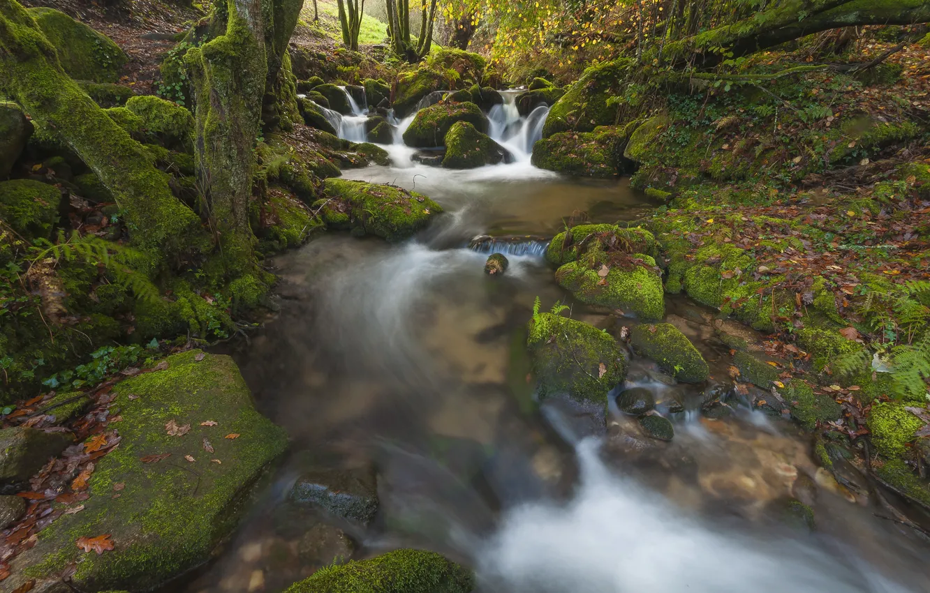 Photo wallpaper forest, stones, waterfall