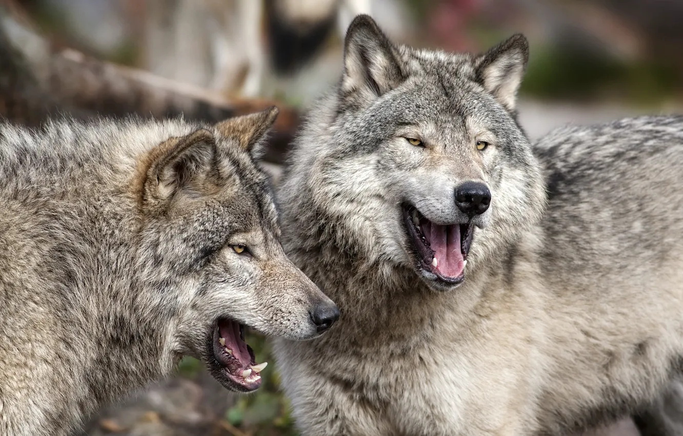 Photo wallpaper predators, wolves, a couple