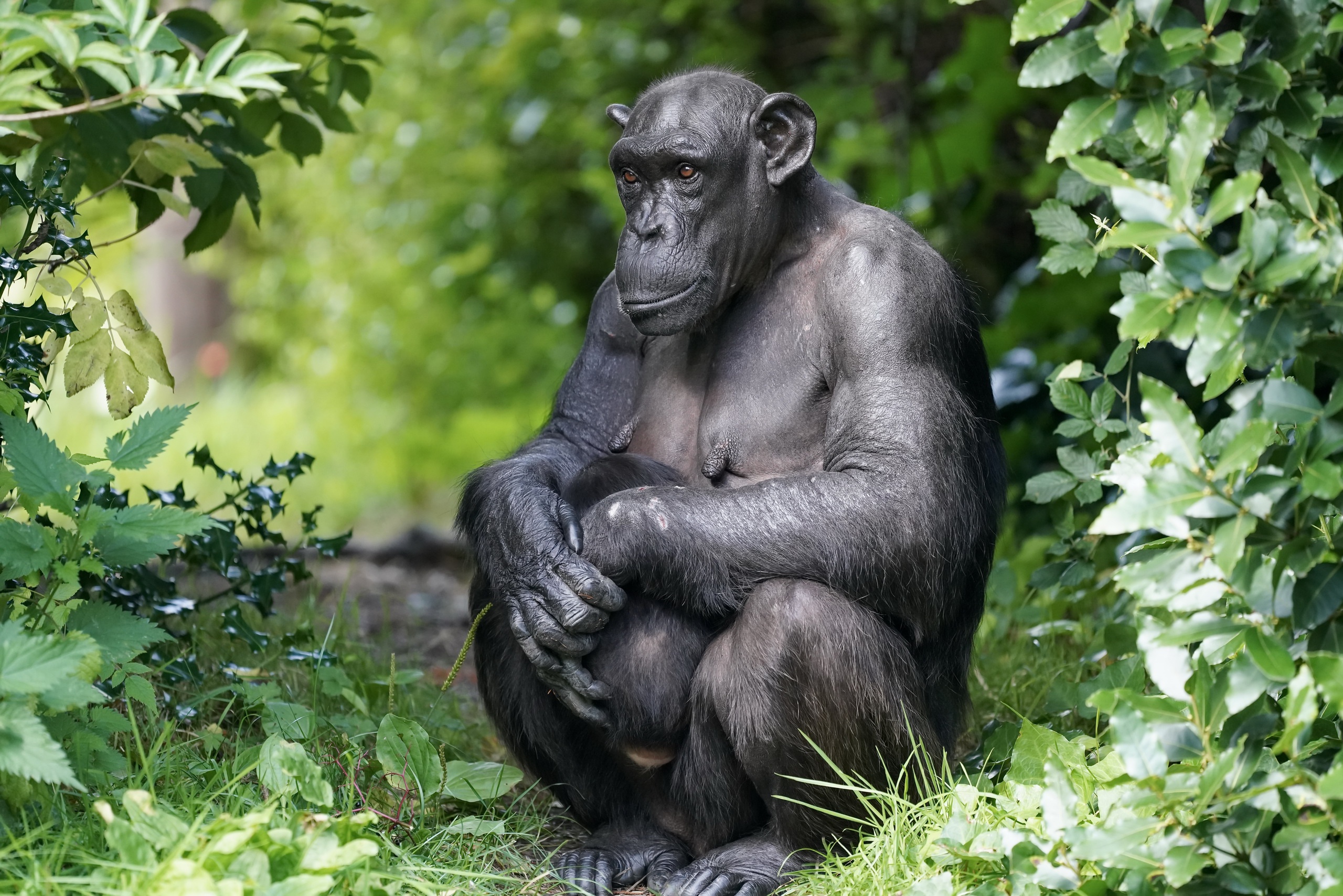 Приматы шимпанзе. Бонобо обезьяна. Шимпанзе. Настоящие обезьяны. Обезьяны в природе.