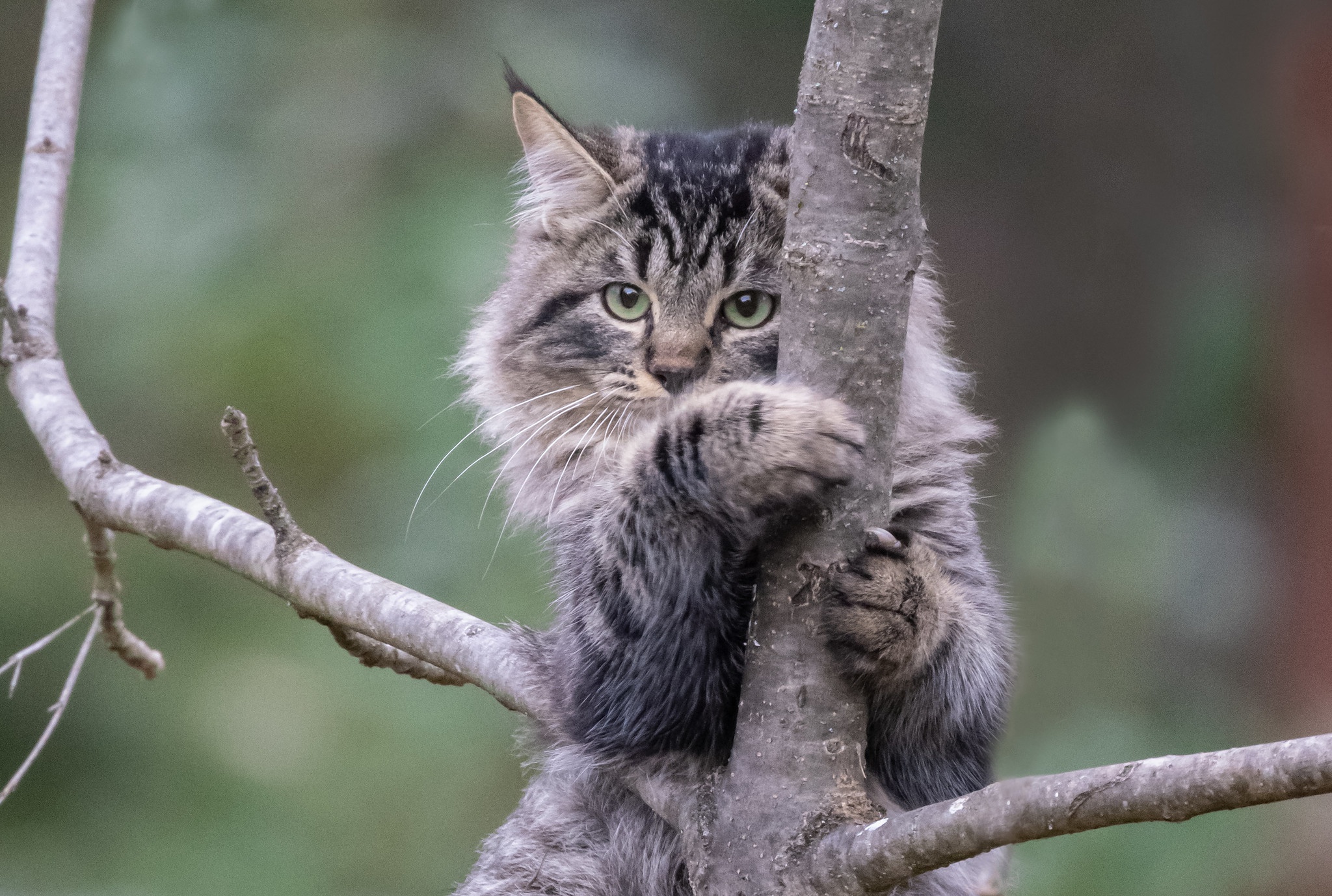 Кошка лезет. Кот на дереве. Кот на дереве фото. Кошка лезет на дерево. Рыжий кот на дереве.