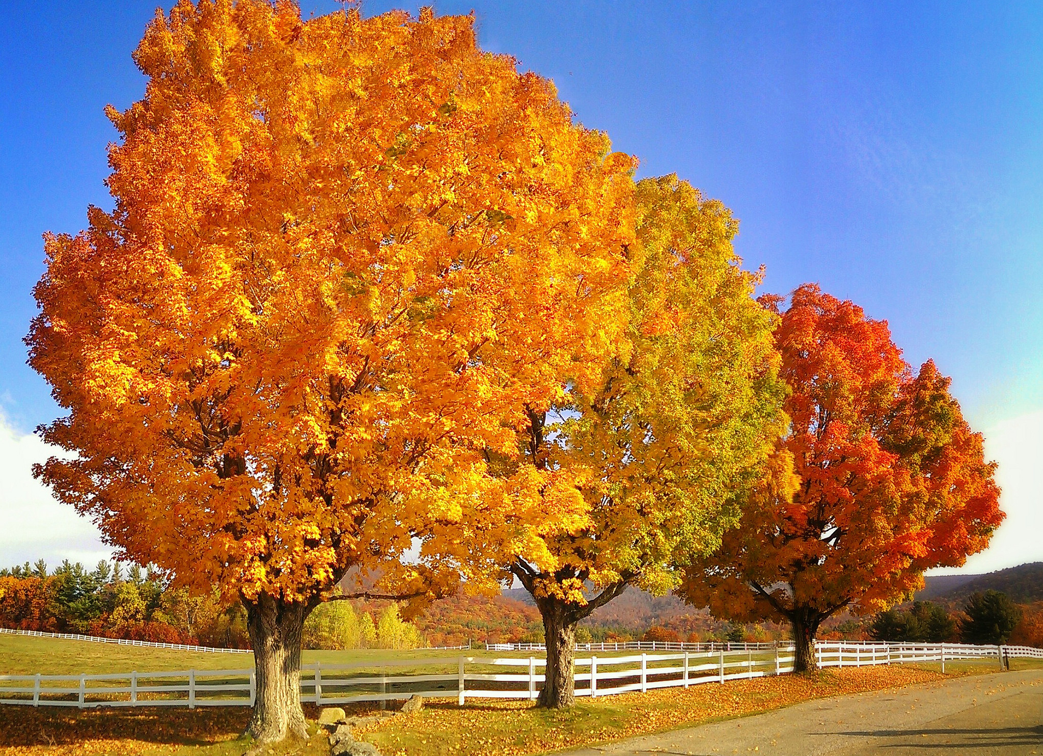 Картинки деревьев осенью. Клен дерево. Пышный клен. Осеннее дерево. Деревья осенью.