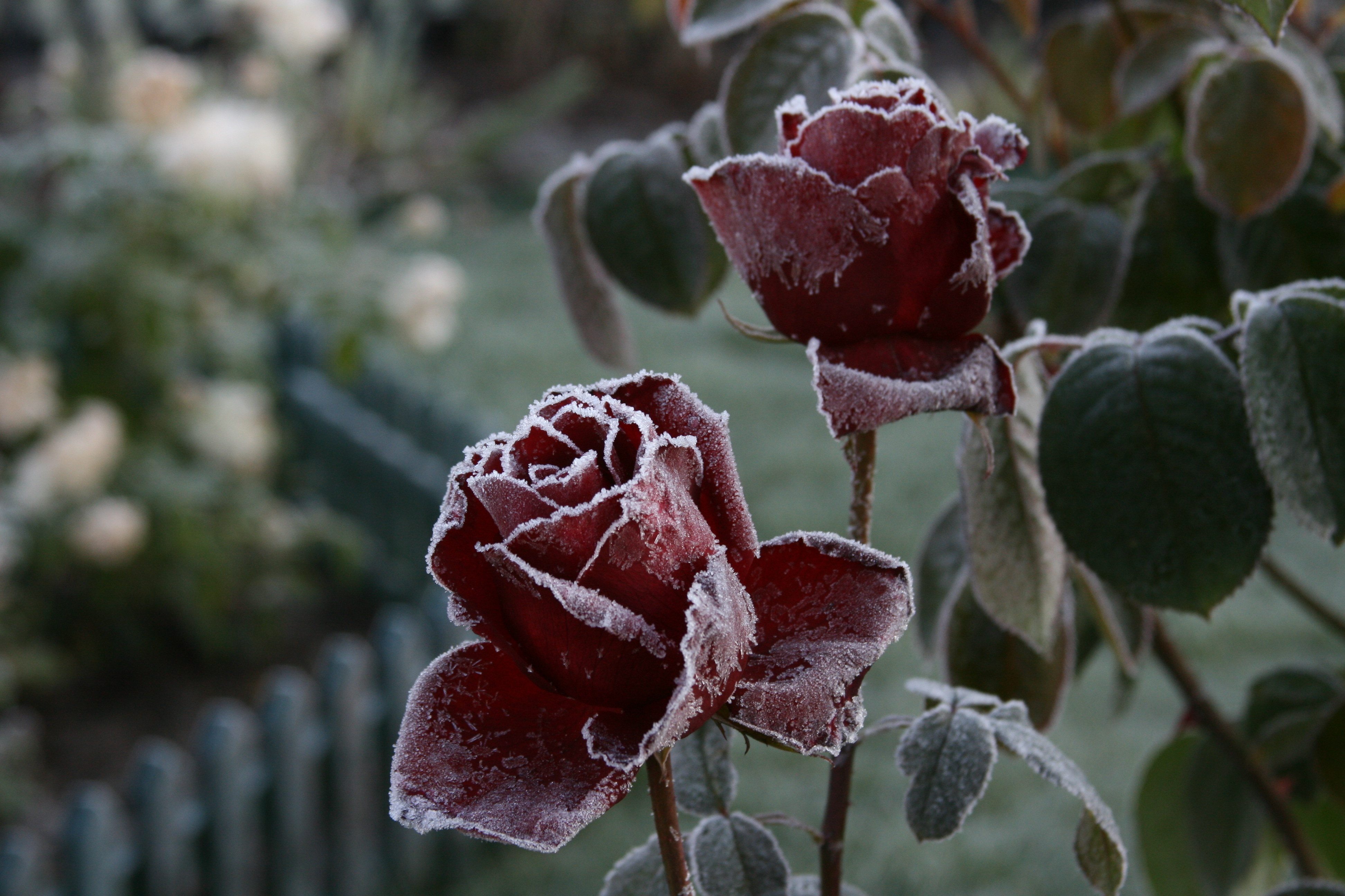 Cold rise. Замерзшие цветы.