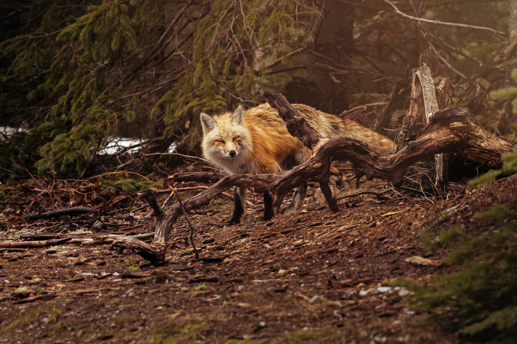 Fox in forest. «Лиса в лесу». Лес и Лис. Лиса среди деревьев. Картинки на рабочий стол лиса.