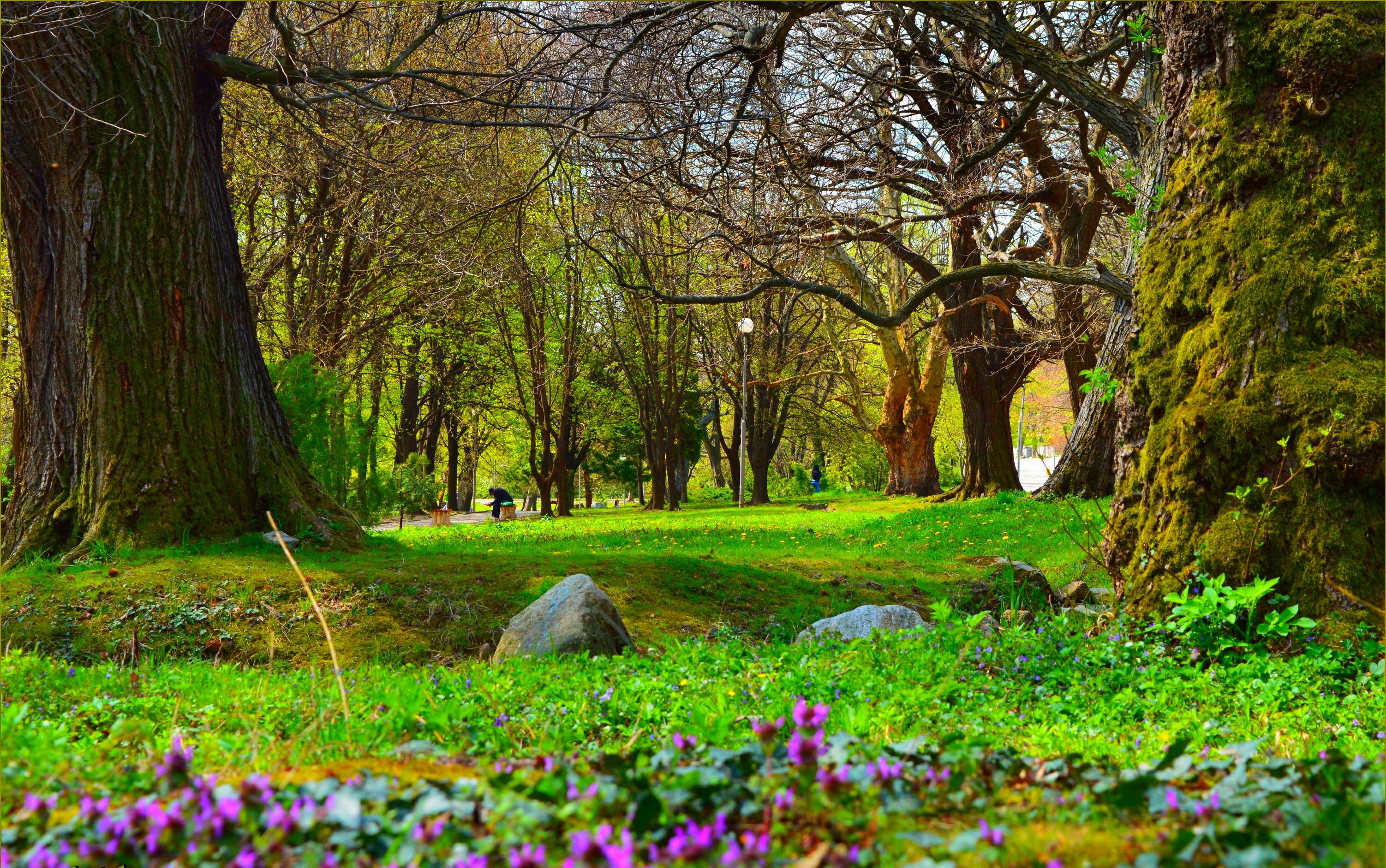 Фото Весны В Парке