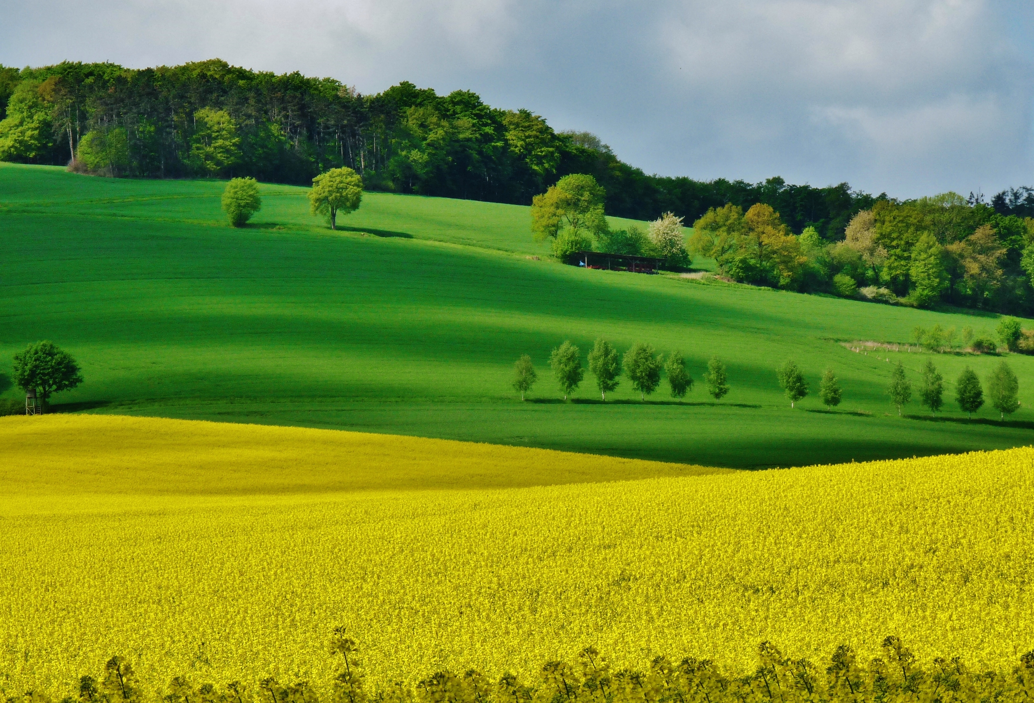 Field z. Красивое поле. Зеленое поле. Зеленые Луга. Природа поле.