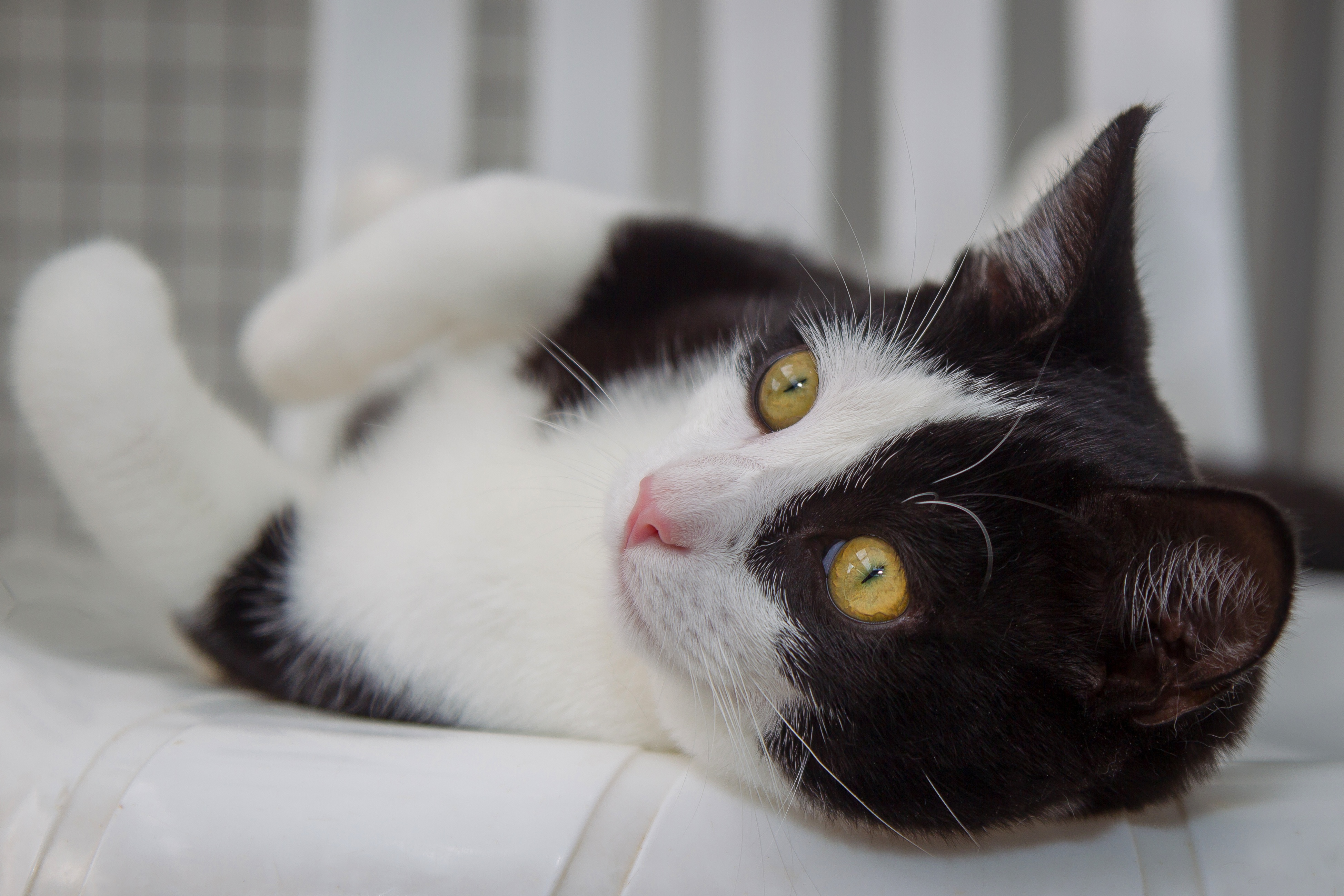 Музыка белая кошка. Анатолийская кошка черно белая. Черно белый кот. Черно белая кошка. Котенок черно-белый.