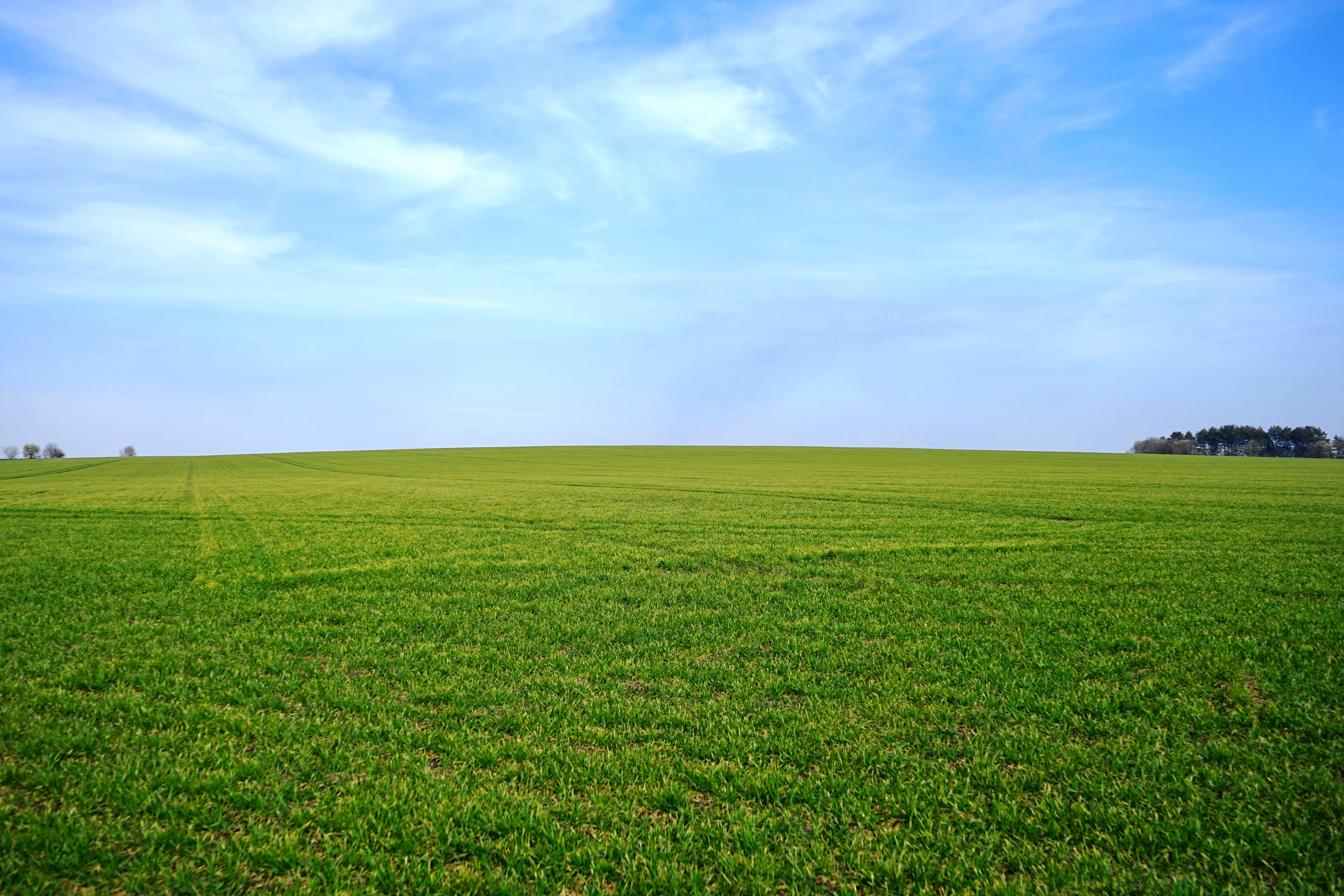 Простые поля. Трава поле. Поле небо. Поле фото. Зеленое поле.